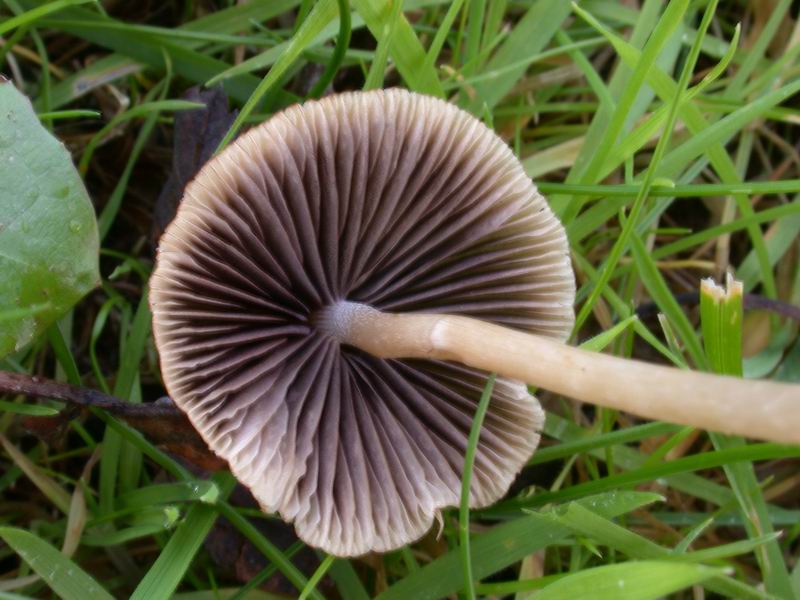 Funghi d'' oltre Manica